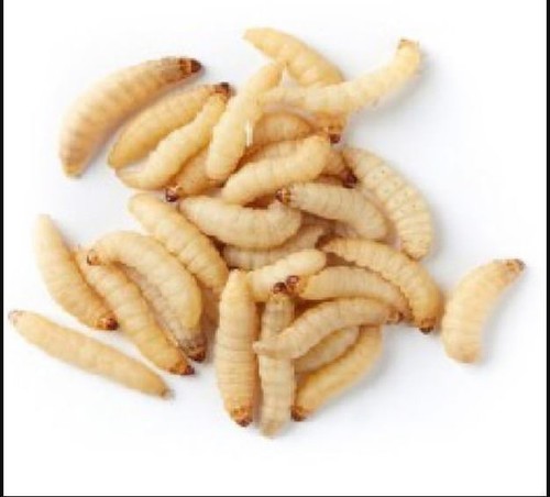 Live wax worms qty 250 - wax, qty:250-1,000